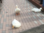 190601アヒル.jpeg